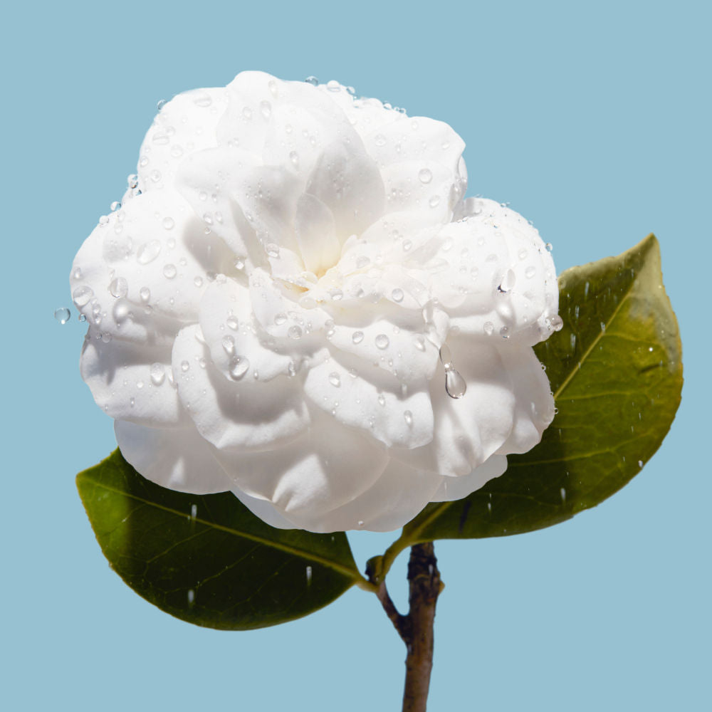 CHANEL HYDRA BEAUTY MICRO GEL CREME, 50g